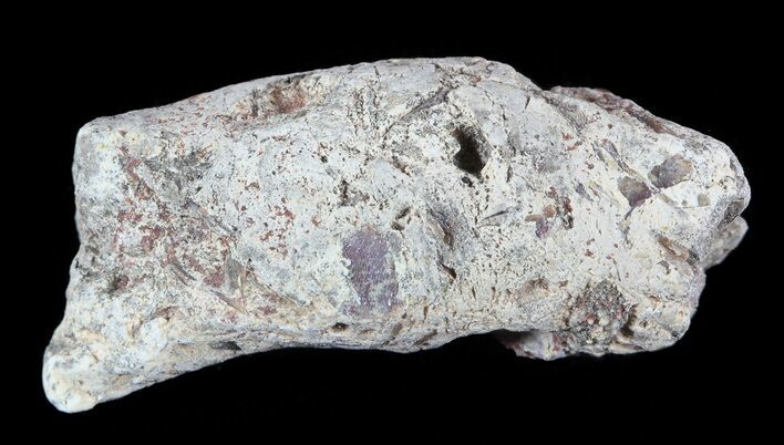 Cretaceous Fish Coprolite (Fossil Poop) - Kansas #49364
